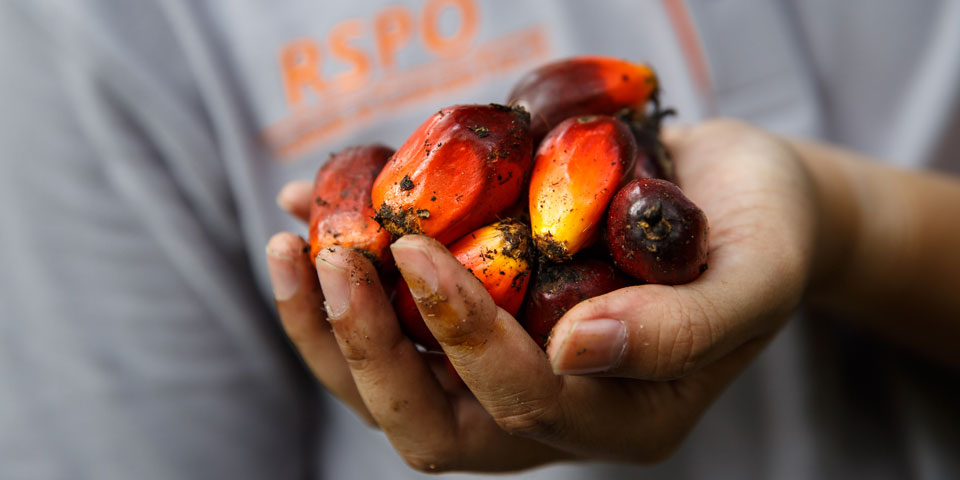 BASF, The Estée Lauder Companies, RSPO and Solidaridad partner for Sustainable Palm Project